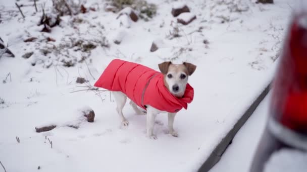 外を歩く赤い暖かい冬のコートでかわいい小さな犬 雪の冬の天気 雪の中をゆっくりとさまよっている服を着たペットジャック ラッセル テリア スローモーションビデオ映像 寒い季節を楽しむ — ストック動画
