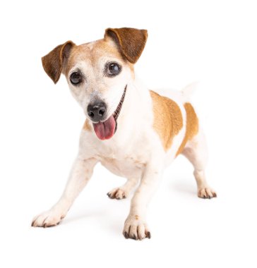 Aktif küçük köpek oynamak istiyor. Heyecanlı köpek heyecanlı sabırsız bir duruşla koşmaya hazırlanıyor. Beyaz arka planda sevimli Jack Russell teriyeri.