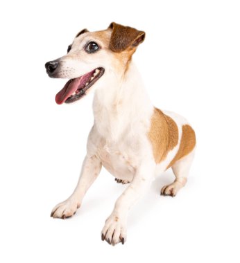 Köpek oyuncağı görmek için sol tarafa bakıyor. Heyecanlı aktif köpek duyguları. Beyaz arka planda gülümseyen evcil hayvan dik oturur. Olumlu duygulardan tatmin. Mutlu hayvan teması