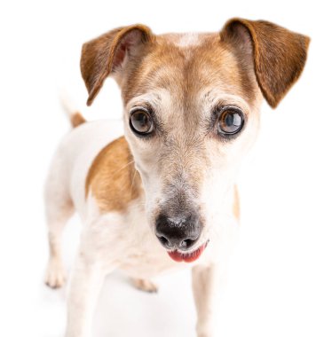 Köpek gözleri portreyi kapatır. Merakla, sabırsızlıkla ve şaşkınlıkla bakıyorum. Beyaz arka planda şirin köpek yavrusu Jack Russell Terrier. Oyuncak bekliyor Oynamaya hazır