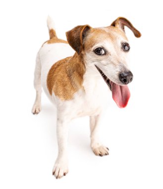 Mutlu köpek kameraya bakıp gülümsüyor. Olumlu duygularla büyüyen sevimli bir evcil hayvan ve geniş bir gülümseme. Jack Russell terrier hareketli, heyecanlı tavır. Dostça oyun zamanı.