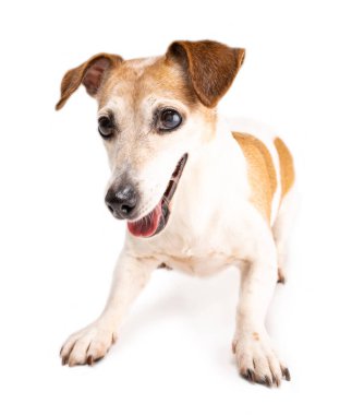 Köpek Jack Russell Terrier, dinamik bir duruşla aşağıya bakıyor. Heyecanlı poz oynamaya hazır. Beyaz arka planda neşeli olumlu duygularla izole edilmiş bir hayvan. Stüdyo çekimi. Oyun zamanı