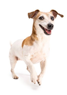 Aktif zıplayan köpek oynuyor ve gülümsüyor. Maç için heyecanlı görünüyor. Jack Russell Terrier beyaz arka plan stüdyo çekimlerinde yükseğe sıçrıyor. Evcil hayvanla oynamaya hazır