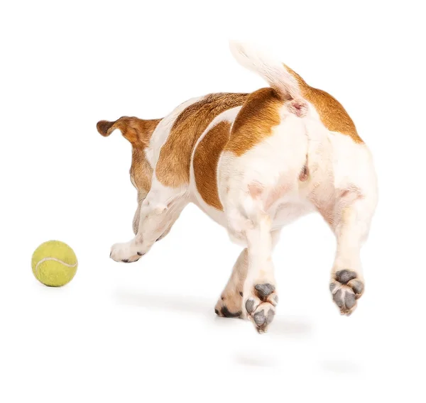 Dog Back Running Away Chasing Ball Dynamic Pose Back View — Foto de Stock