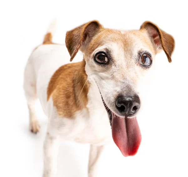 Perro Sonriendo Cerca Retrato Sobre Fondo Blanco Cachorro Adorable Con —  Fotos de Stock