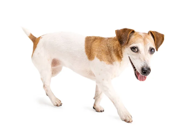 Adorable Small Dog Walking Side White Background Cute Pet Jack — Stock Photo, Image