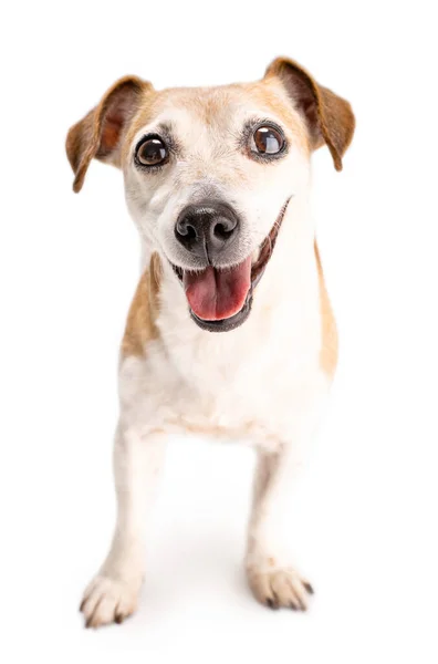 Adorable Small Dog Jack Russell Terrier Looking Camera Smiling Excited — Stock Photo, Image