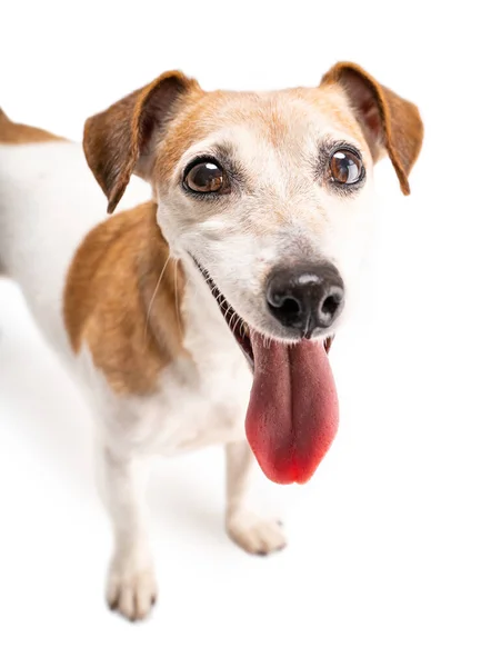 Adorabile Piccolo Cane Jack Russell Terrier Ritratto Animali Che Guardano — Foto Stock