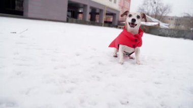 Aktif küçük köpek oyuncağı beklerken heyecanlanıyor. Sabırsızlıkla zıplıyor ve koşuyor. Evcil Jack Russell Teriyeri, kar mevsiminde kırmızı, sıcak bir ceketle oynuyor. Yavaş çekim video görüntüleri. Kış keyifli