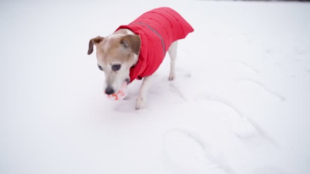 犬は雪の中で野球をする 枕を持って 赤い冬服のコートで冬の時間愛らしい小さな犬ジャック ラッセル テリアをお楽しみください ビデオ映像だ ペットとのアクティブな週末散歩 — ストック動画