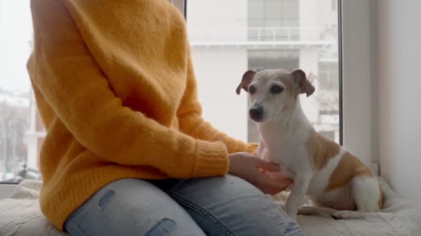 愛と信頼の優しい瞬間 オレンジ色のジャンパーと小さな犬の所有者の女の子が窓辺に座って抱っこしています 週末のリラックスした家庭で居心地の良い時間 家庭の雰囲気ビデオ映像 — ストック動画
