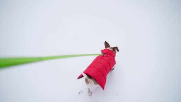 赤い暖かいスポーツコートの中で 犬と一緒に冬の散歩 ペット服 寒い季節の外を歩く ビデオ映像だ 小型のペットジャック ラッセル テリア ついて来い スローモーション — ストック動画