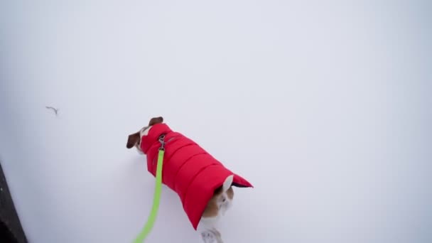 Winterwandeling Met Hond Aan Lijn Rode Warme Sportjas Huisdierenkleren Wandelen — Stockvideo