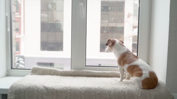 Pequeno Cão Filosoficamente Olha Pela Janela Queda Neve Pensa Sobre — Vídeo de Stock