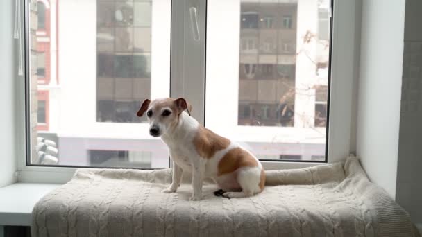 Schattige Kleine Hond Ontspannen Zittend Vensterbank Kijken Naar Sneeuw Vallen — Stockvideo