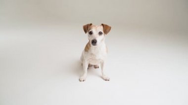 Beyaz üzerine sevimli küçük bir köpek dik oturur ve kameraya bakar ve gülümser. Sevimli, mutlu, meraklı, ağzı açık bir hayvan yüzü. Beyaz stüdyo temalı video görüntülerindeki hayvanlar. Ön görünüm