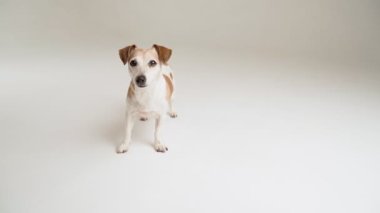 Aktif, küçük bir köpek, büyümeye hazır oyuncağını bekleyen kameraya bakarak büyür. Beyaz stüdyodaki video görüntüleri. Komik, sevimli, yetişkin, pozitif duygular. Mutlu gülümseme ağızlığı.  