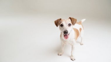 Şirin köpek beyaz arka planda duruyor, kameraya bakıyor, gülümsüyor ve kuyruğunu sallıyor. Sevimli hayvanların video görüntüleri. Olumlu dostça duygular. Profesyonel stüdyo görüntüsü