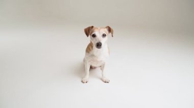 Mutlu pozitif duygular Dog beyaz stüdyo görüntülerinde oturuyor. Basit şablon biçimi. Sevimli küçük evcil hayvan Jack Russell terrier dik oturur ve kameraya bakar ve gülümser.. 