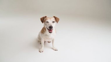 Köpek beyaz stüdyo görüntülerinde oturuyor. Basit şablon biçimi. Sevimli küçük evcil hayvan Jack Russell terrier dik oturur ve kameraya bakar ve gülümser. Mutlu pozitif ruh hali