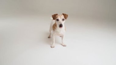 Beyaz stüdyoda köpek videosu. Aktif küçük evcil hayvan Jack Russell terrier sabırsız bir şekilde etrafta koşuşturup oyuncağı oynamaya hazır bir şekilde bekleyen kameraya bakıyor. Hayvan temalı video görüntüleri. Sevimli küçük hayvan.