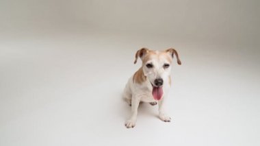 Beyazlı köpek dik oturur ve kameraya bakar. Ağzı açık, sevimli, mutlu, evcil hayvan suratı. Beyaz stüdyo temalı video görüntülerindeki hayvanlar. Ön görünüm