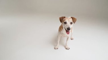 Mutlu, heyecanlı küçük köpek etrafta koşuşturup oyuncak topu beklemek istiyor. Beyaz stüdyo video görüntülerinde gülümseyen hayvan Jack Russell Terrier. Olumlu sevimli duygular