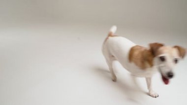 Aktif küçük köpek sabırsızlıkla etrafta koşuşturup kameraya bakıyor ve oynamaya hazır oyuncağı bekliyor. Beyaz stüdyodaki video görüntüleri. Komik hayvani olumlu duygular. Mutlu gülümseyen ağızlık Sevimli yetişkin Jack Russell 