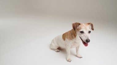 Yan profil köpeği beyaz stüdyoda oturuyor ve kameraya bakıyor. Sevimli küçük evcil hayvan Jack Russell Terrier gülümsüyor. Ağzı açık sevimli, mutlu bir evcil hayvan yüzü. video görüntüleri dslr kamera