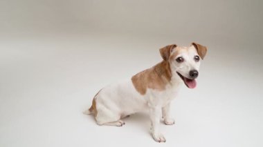 Beyaz üzerinde sevimli, küçük köpek profili görüntüsü dik duruyor ve kameraya bakıyor ve gülümsüyor. Ağzı açık sevimli, mutlu bir evcil hayvan yüzü. Beyaz stüdyo temalı video görüntülerindeki hayvanlar. Meraklı gözler 