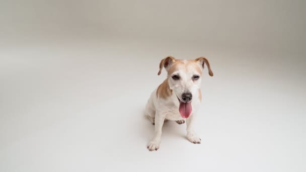 Cão Branco Senta Vertical Olha Para Câmera Cara Animal Estimação — Vídeo de Stock