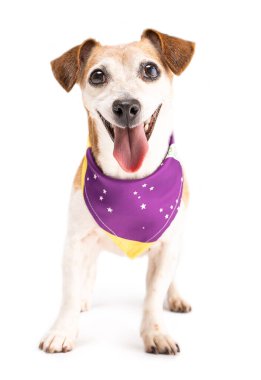 Boynunda Brezilya renkleri ve bayrak sembolleri olan peçeteli bir köpek. Beyaz arka plan stüdyo çekimi. Mutlu gülümseyen evcil hayvan Jack Russell Terrier kameraya pozitif bir havayla bakıyor.. 