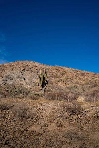 Колючий Кустарник Кактус Мексиканской Пустыни Типичный Пейзаж Жаркое Послеобеденное Солнце — стоковое фото