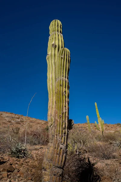 Jeden Wielki Kaktus Przeciwko Bogatemu Błękitnemu Niebu Sukulenty Długie Wysokie — Zdjęcie stockowe