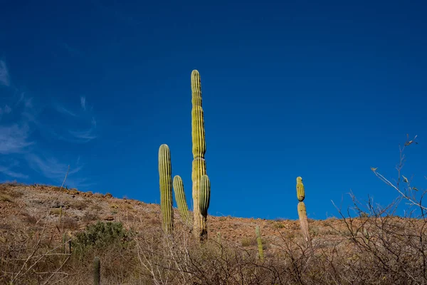 Sukulenty Długie Wysokie Kaktusy Tle Błękitnego Nieba Typowy Meksykański Krajobraz — Zdjęcie stockowe