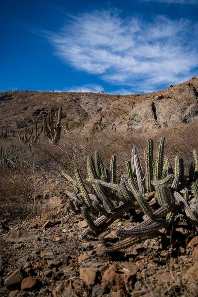 Terra Marrone Cielo Blu Profondo Del Messico Composizione Verticale Succulente — Foto Stock