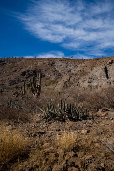 Stekelige Struik Cactus Mexico Woestijn Typische Landschap Hete Namiddag Hete — Stockfoto