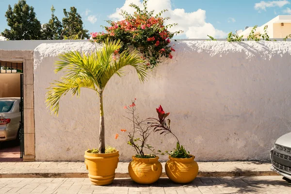 Potten Planten Straten Van Een Mexicaanse Stad Valladolid Witte Mooie — Stockfoto