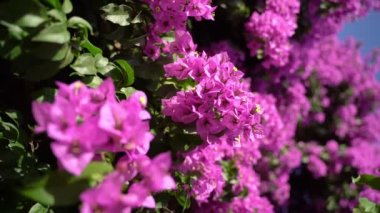  Yaz havası ve parlak renkler. Güzel çiçeklerle bembeyaz renkli, mor Bougainvillea çalısı. Arka plan için doğanın dikey video çiçekli bileşimi botanik arka plan