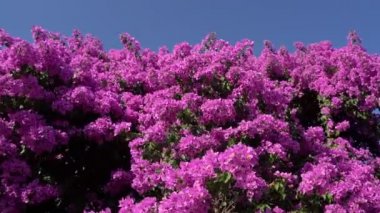 Mor güzel çiçekli Bougainvillea çalısı. Doğa video çiçekli kompozisyon. Yaz havası mavi gökyüzü ve çiçek açan bitkinin parlak renkleriyle. Çiçeklerin arkaplan görüntüleri taşınıyor 