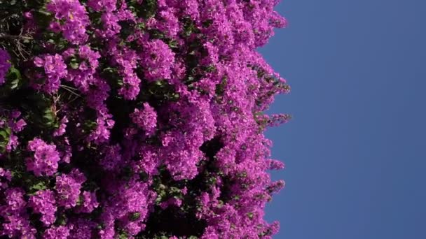 Yaz Havası Parlak Renkler Güzel Çiçeklerle Bembeyaz Renkli Mor Bougainvillea — Stok video