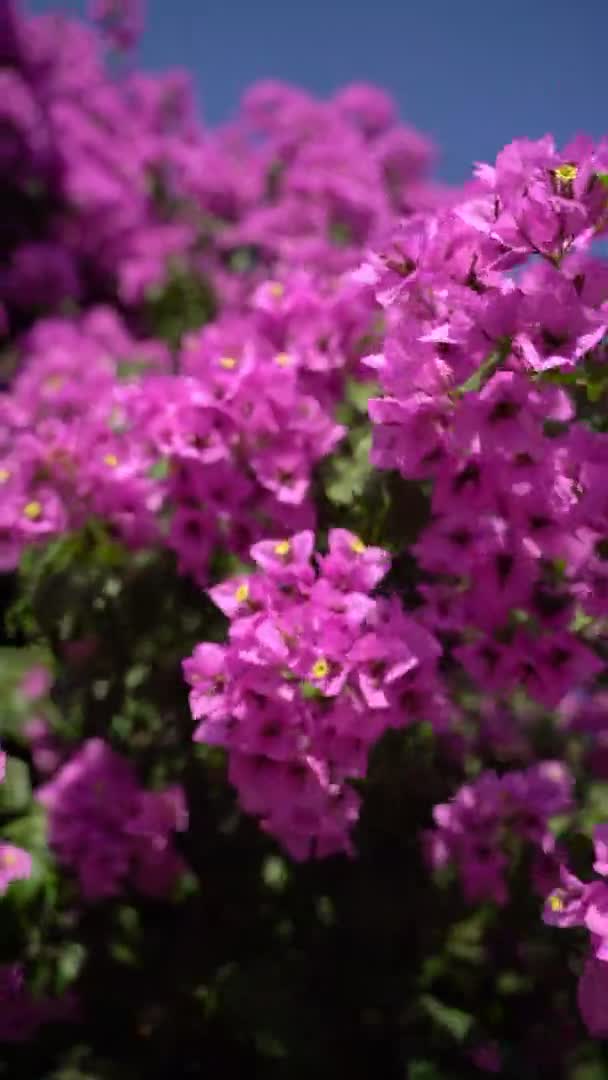緑豊かな色の紫美しい花とブーゲンビリアブッシュ 背景のための自然垂直ビデオ開花組成 夏は明るい色で雰囲気を振動させます 植物の背景 — ストック動画