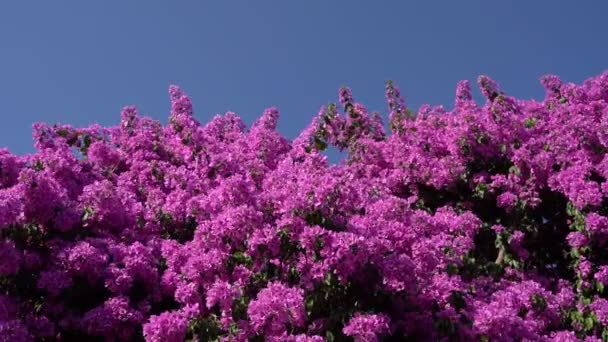 Błękitne Niebo Bogaty Krzew Bougainvillea Fioletowymi Pięknymi Kwiatami Naturalna Kompozycja — Wideo stockowe