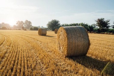 Zirai tarım teması. Yaz buğday tarlasında saman balyaları. Hasattan sonra. Güzel sabah ışığı. Topraktaki izler kombinin çalışmasından.