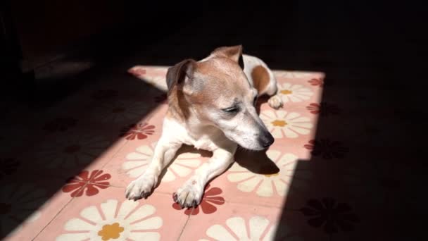 Kleine Oude Hond Jack Russell Terrier Ligt Vloer Van Decoratieve — Stockvideo