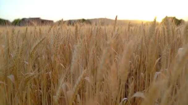 Wheat Field Sky Mountains Background Summer Beautiful Sunset Bright Colors — Stock Video