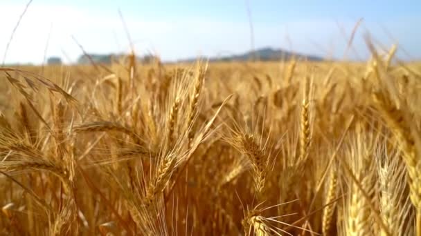 Wheat Field Video Footage Sky Mountains Background Sunny Beautiful Morning — Stock Video