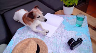 Adorable senior dog Jack Russell terrier at the table with map, straw hat and photo camera planning vacation next trip. summer holidays. Booking tickets. Video footage traveling with pet theme