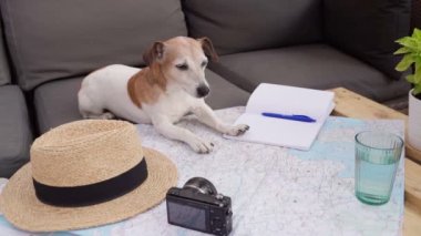 planning vacation next trip. summer holidays. Booking tickets. Video footage traveling with pet theme. Adorable senior dog Jack Russell terrier at the table with map, straw hat and photo camera 