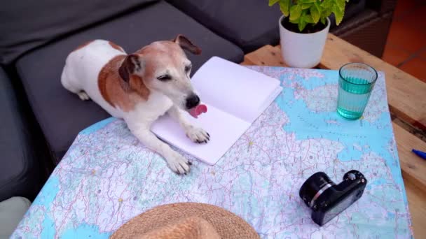 Dog Planning Best Route Travel Vacation Scratches Nose Dog Jack — Vídeo de Stock